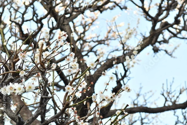 Obraz 白色の花　梅