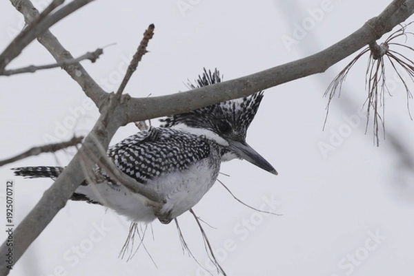 Obraz 木の枝に止まるヤマセミ