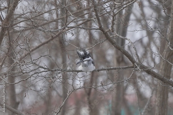 Obraz 木の枝に止まるヤマセミ