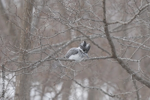 Obraz 木の枝に止まるヤマセミ