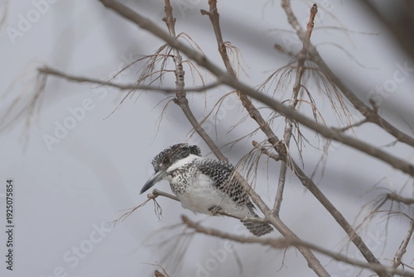 Obraz 木の枝に止まるヤマセミ