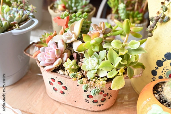 Obraz 母の日に贈る多肉植物ギフト