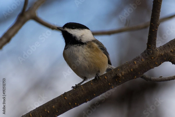 Obraz Black Cap Chickadee