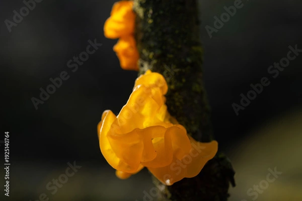 Obraz Tremella mesenterica