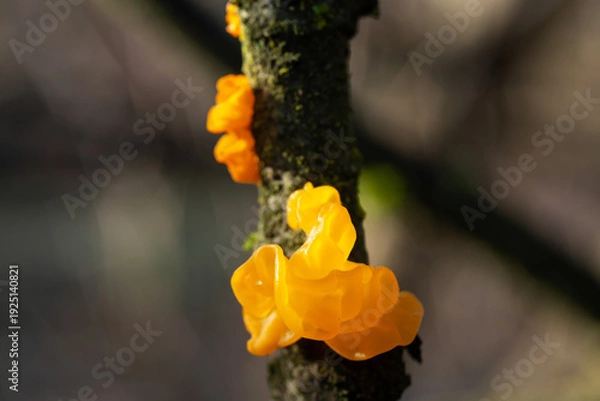 Obraz Tremella mesenterica