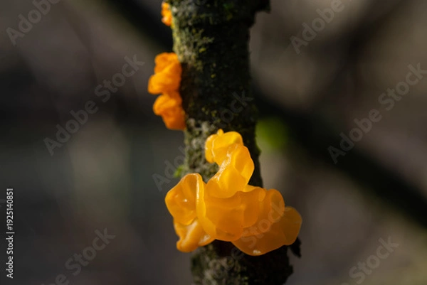 Obraz Tremella mesenterica