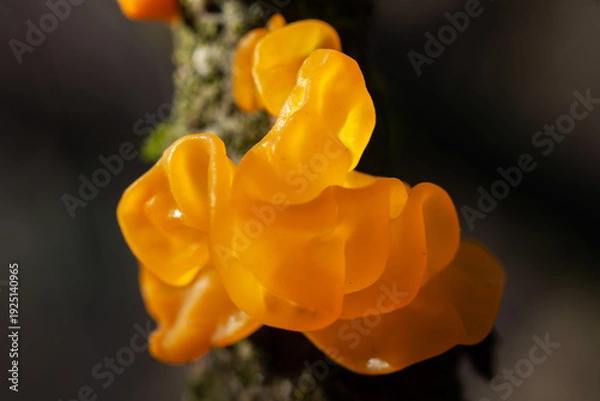 Obraz Tremella mesenterica