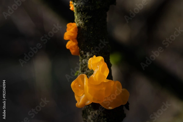 Obraz Tremella mesenterica