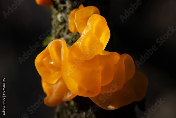 Obraz Tremella mesenterica