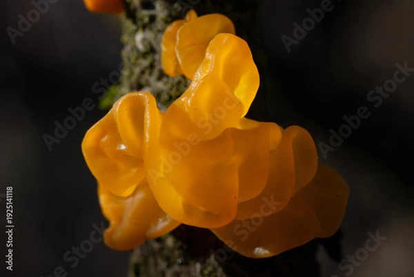 Obraz Tremella mesenterica