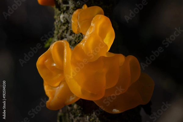 Obraz Tremella mesenterica