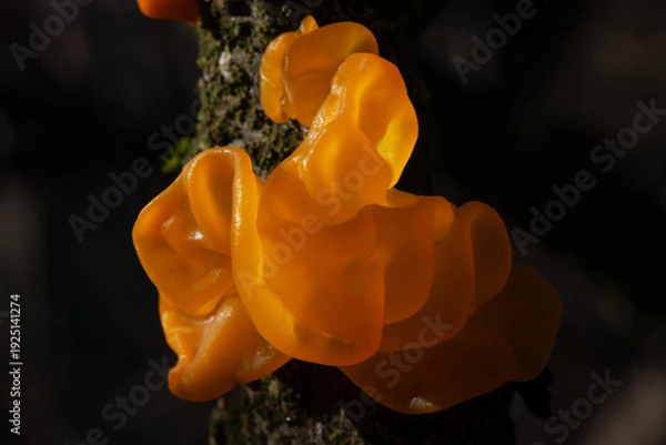 Obraz Tremella mesenterica