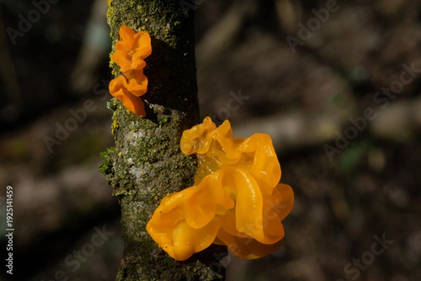 Obraz Tremella mesenterica