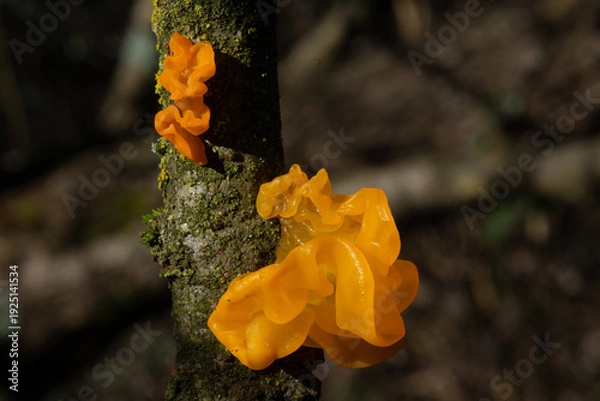 Obraz Tremella mesenterica