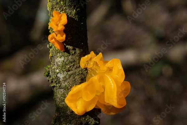 Obraz Tremella mesenterica