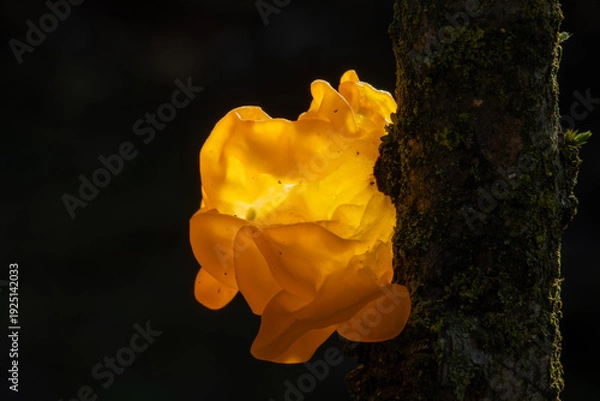 Obraz Tremella mesenterica