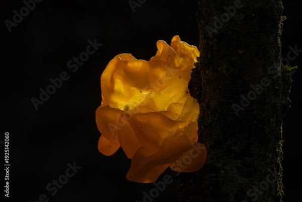 Obraz Tremella mesenterica