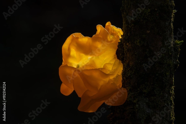 Obraz Tremella mesenterica