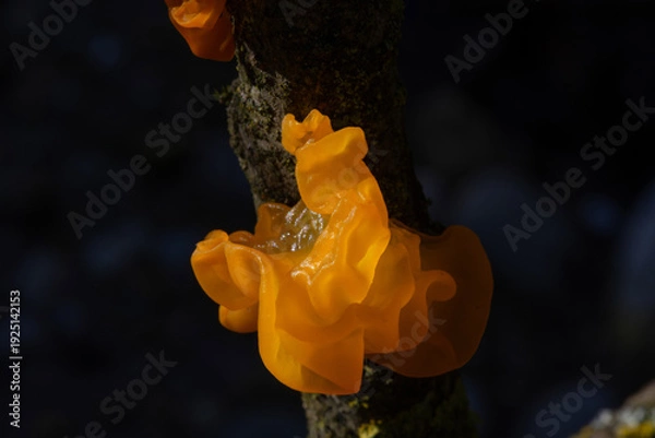 Obraz Tremella mesenterica
