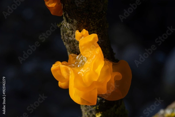Obraz Tremella mesenterica