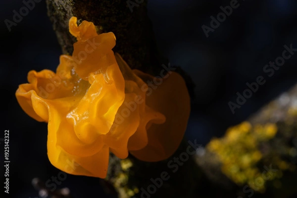 Obraz Tremella mesenterica