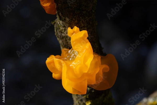 Obraz Tremella mesenterica