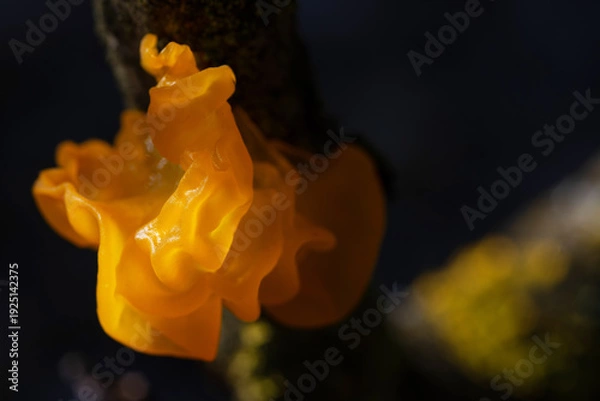 Obraz Tremella mesenterica