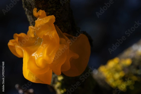 Obraz Tremella mesenterica
