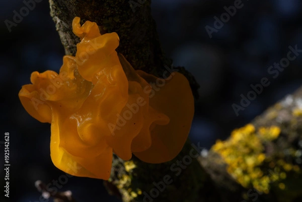 Obraz Tremella mesenterica