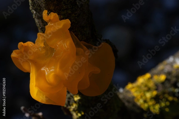 Obraz Tremella mesenterica