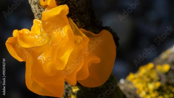 Obraz Tremella mesenterica