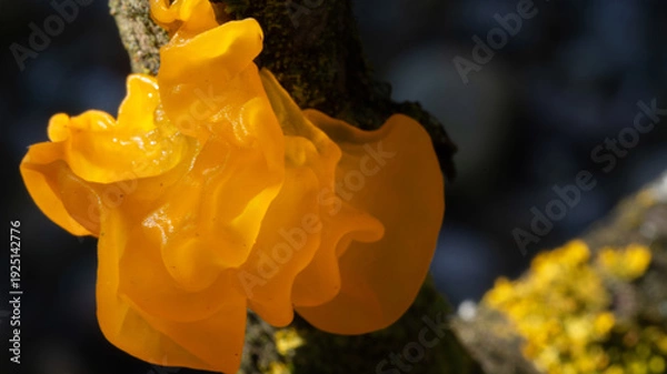Obraz Tremella mesenterica