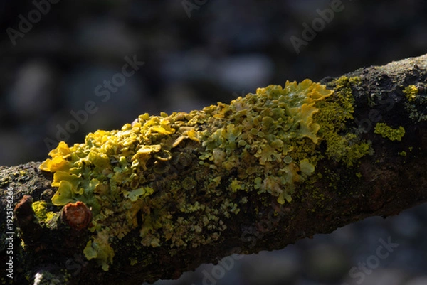 Obraz Xanthoria parietina