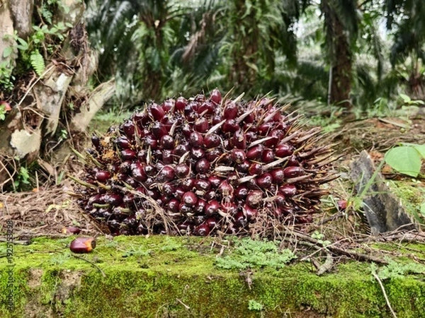 Obraz Oil palm fruit after Harvest