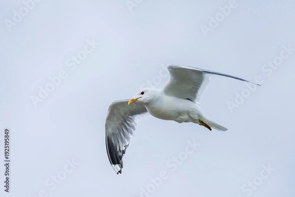 Obraz Common Gull in flight