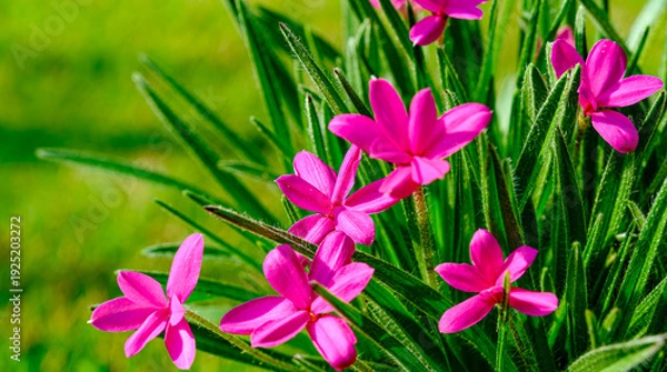 Obraz アッツザクラ