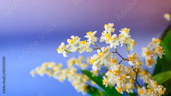 Obraz オンシジューム・トゥインクルの花