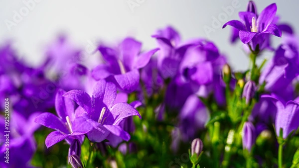 Obraz 紫のカンパニュラの花