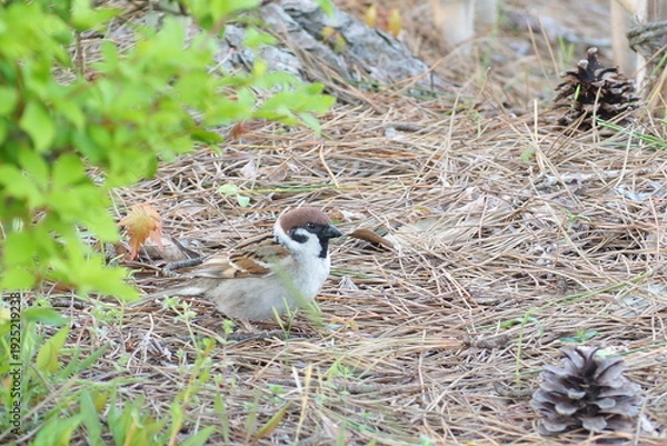Obraz 初夏　自然　風景　鳥	