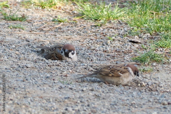 Obraz 初夏　自然　風景　鳥	