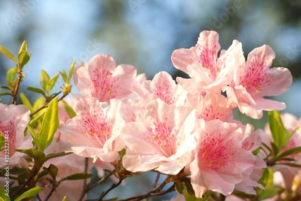 Obraz 植物　花　夕方　風景	