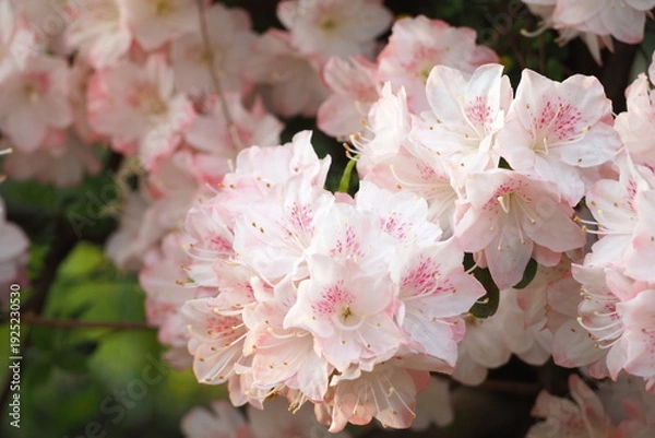 Obraz 植物　花　夕方　風景	