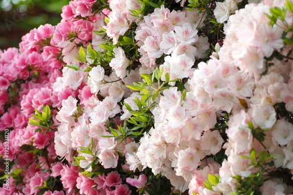 Obraz 植物　花　夕方　風景	