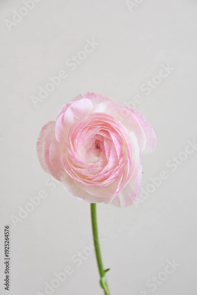 Fototapeta ピンクのラナンキュラス