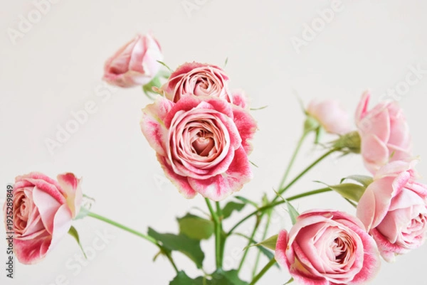 Fototapeta チアフル