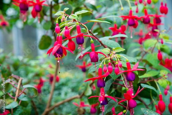 Fototapeta image of a Beautiful pink  Fuchsia magellanica flowers on green tree background ,Hummingbird Fuchsia