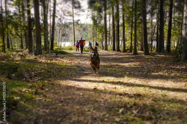 Obraz tilt shift running dog