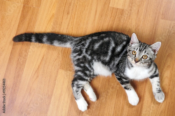 Fototapeta Cat relaxing