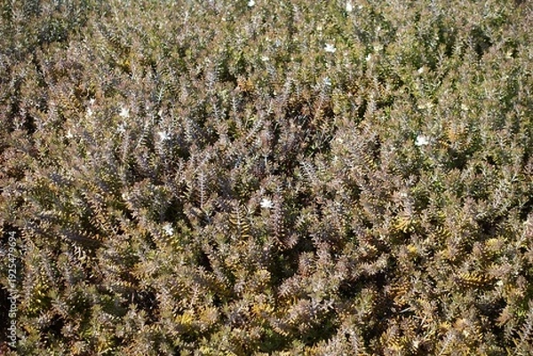 Obraz 白い花が咲いたウエストリンギア