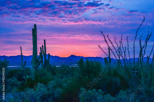 Obraz Sonoran Sunrise